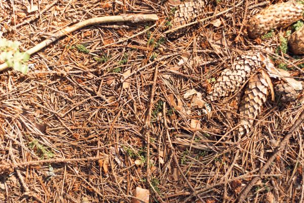 Pine Needles Removal in Hayward
