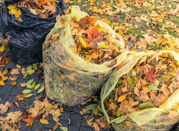 Yard Cleanup Service in Hayward