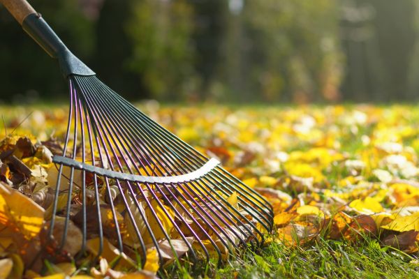 Leaf Raking Service in Hayward