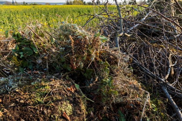 Brush Disposal in Hayward