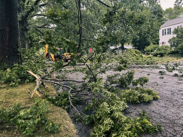 Tree Branch Disposal in Hayward