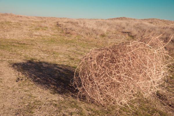 Tumbleweed Removal in Hayward