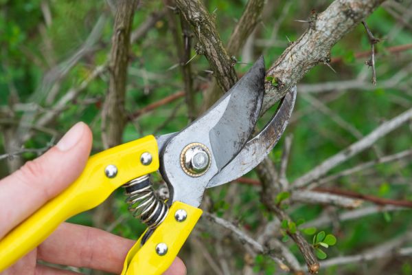 Limbs Removal in Hayward