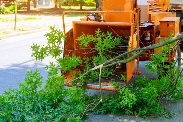 Tree Branches Removal in Hayward