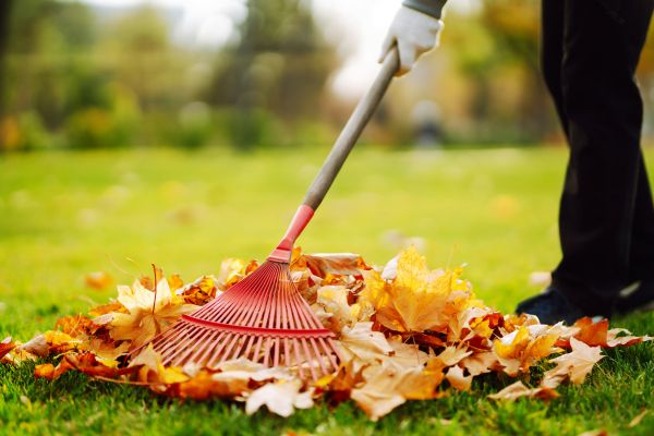 Ditch Leaf Removal in Hayward