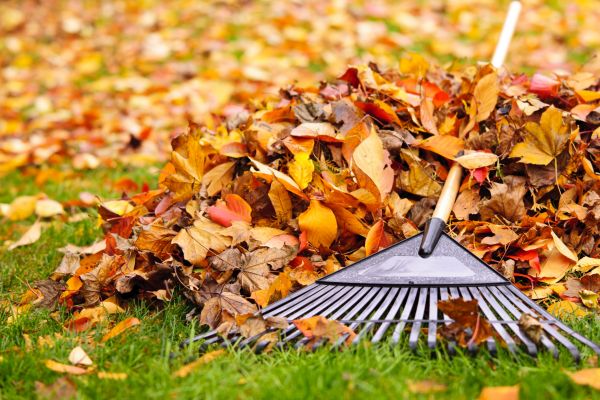 Yard Leaf Removal in Hayward