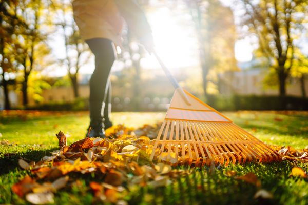 Leaves Raking in Hayward