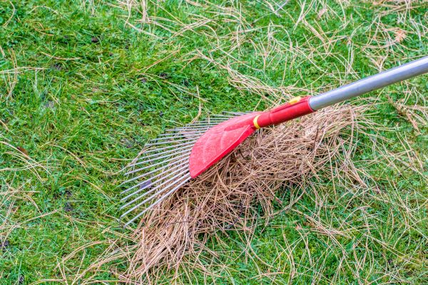 Yard Raking in Hayward