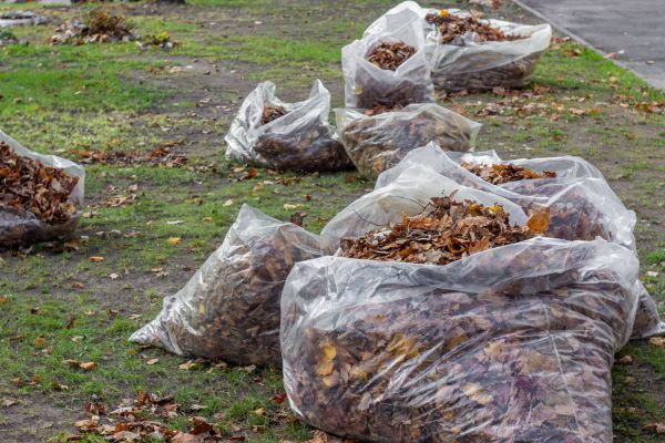 Leaf Pile Disposal in Hayward