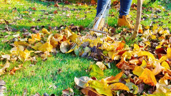 Lawn Cleanup Service in Hayward