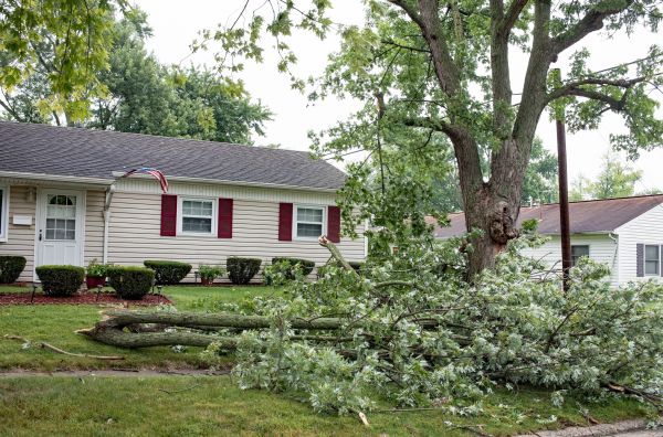 Fallen Branch Removal in Hayward