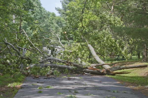 Tree Debris Removal in Hayward